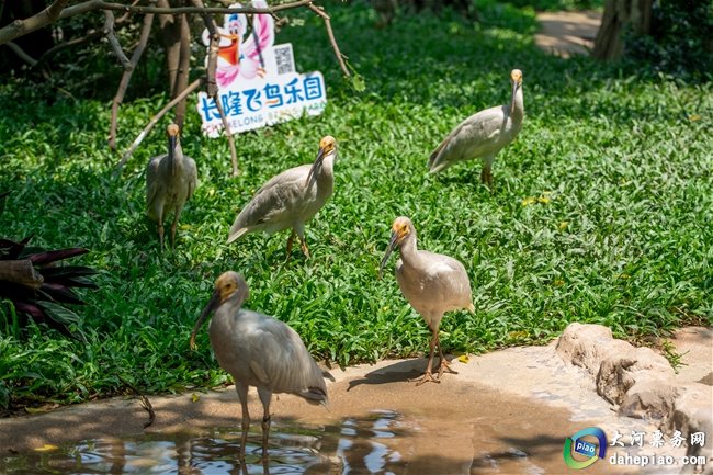 中国旅游景区大全之广州长隆飞鸟乐园