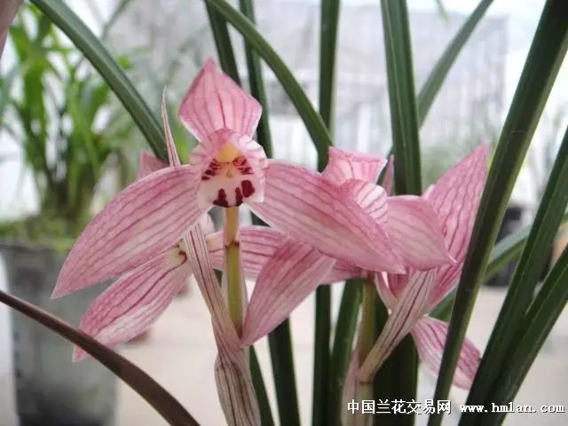 【兰花百科】春 新津胭脂简介