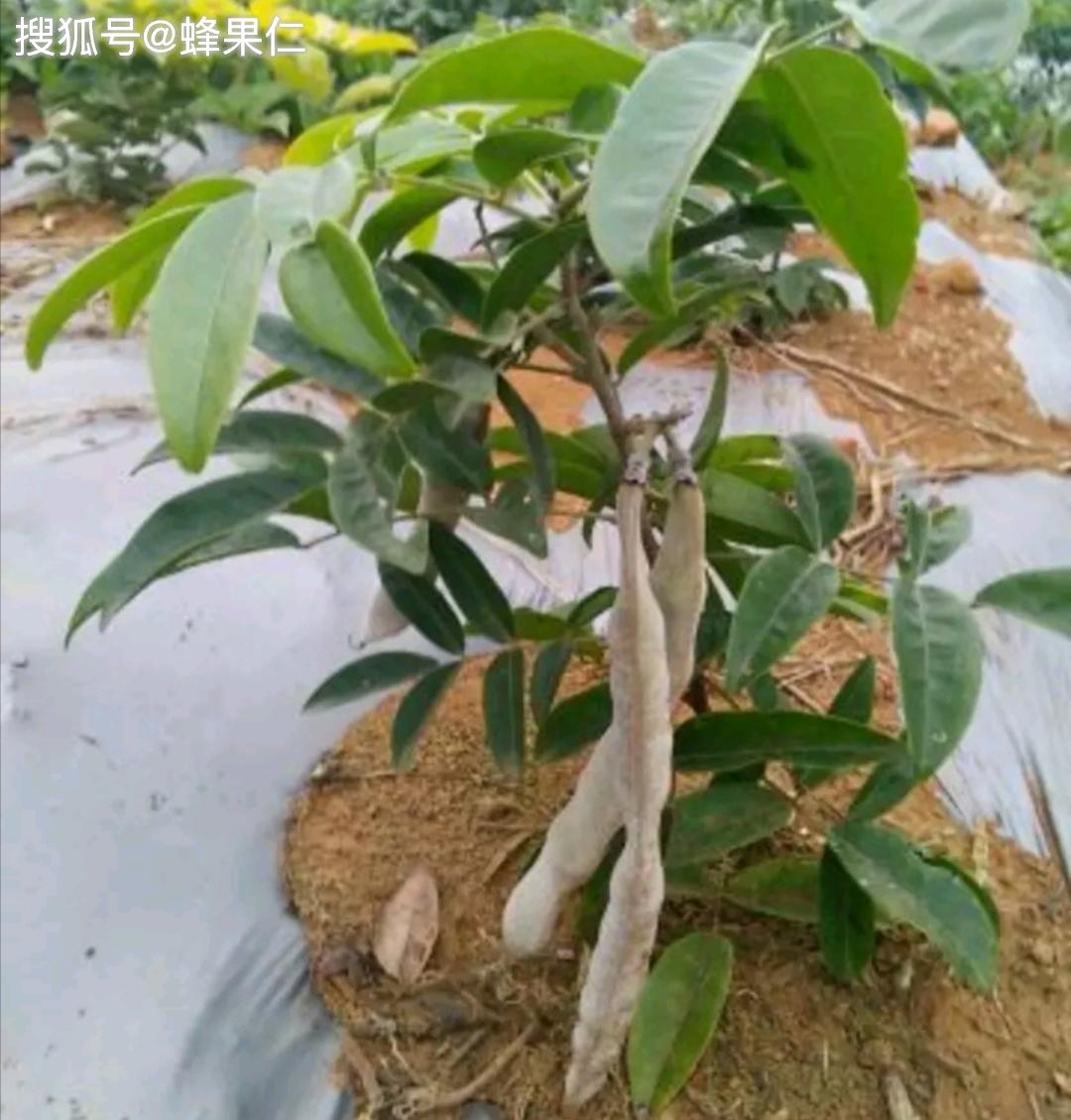 药用:牛大力是最有潜力的中草药种植品种之一,单从名字就可以看出来它