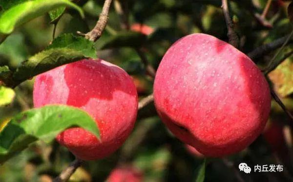 苹果的种植技术 2eb0d9f00f8d4566bee653a089e673d4.jpeg