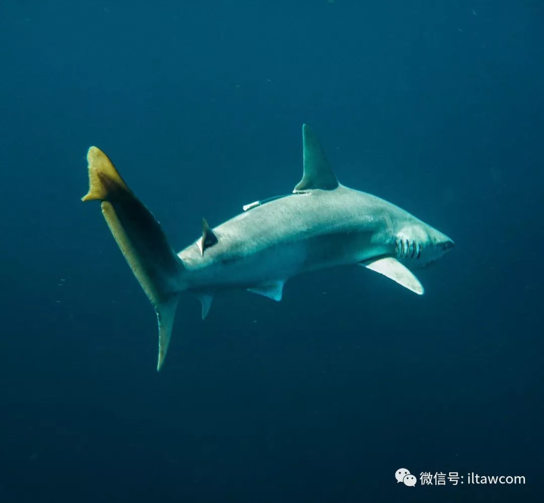 海洋科普(891)| 黑吻真鲨