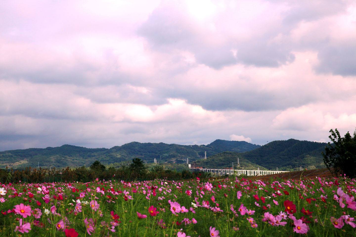 中国旅游景区大全之四川蔚然花海景区