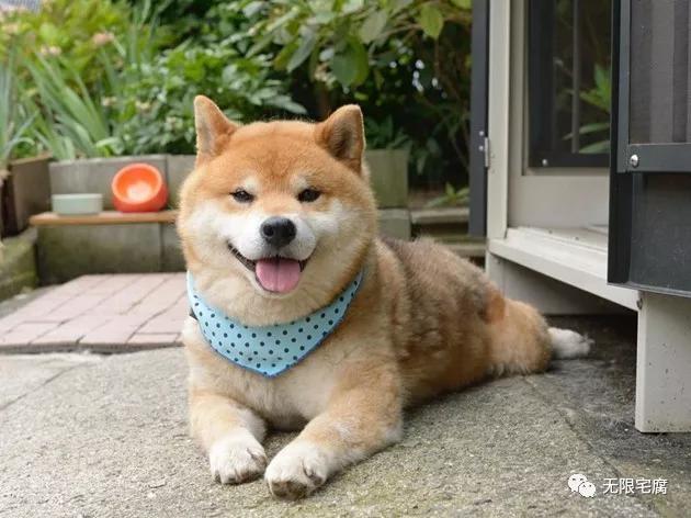 柴犬界表情帝ryuji霸气登场