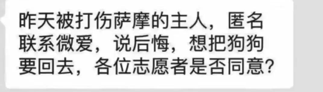 氣憤！薩摩耶在家大便惹怒主人，被打爆眼球後遺棄，被救助後主人竟還想要回！ 寵物 第14張