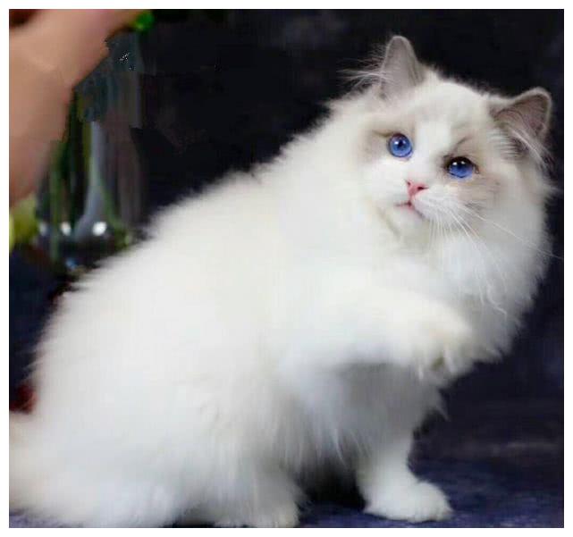 这20只布偶猫仔是血统非常纯正的布偶猫,一只要在1万元以上,这就是