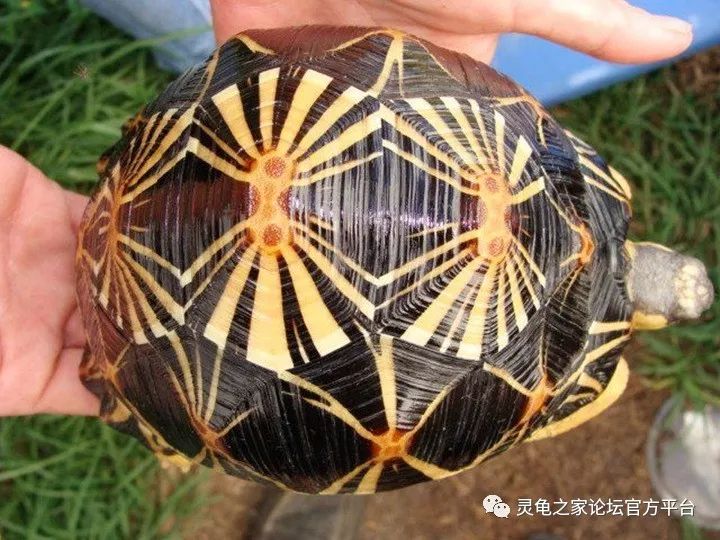辐射陆龟的饲养环境与繁殖要点