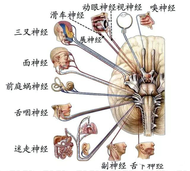 周围神经脑神经图谱以及思维导图