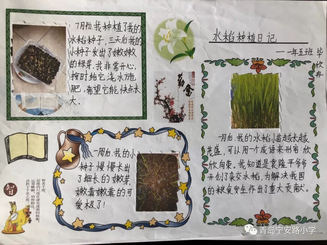 【思源德育】青岛宁安路小学开展"劳动播撒梦想,水稻种在我家"活动