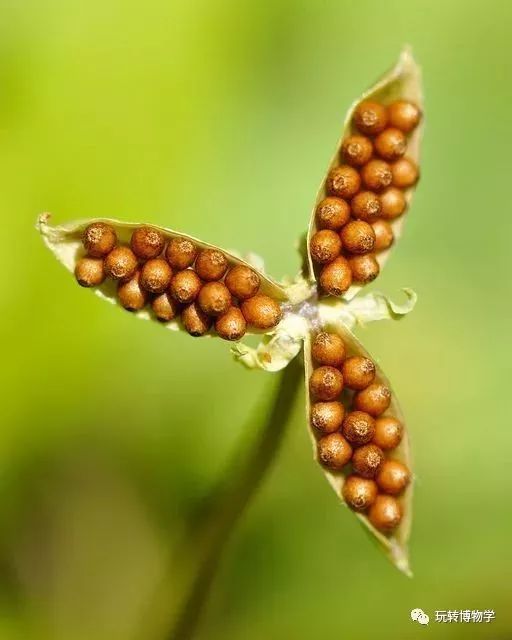 【户外探索课】寻找秋天的植物:硕果累累(10月27日)