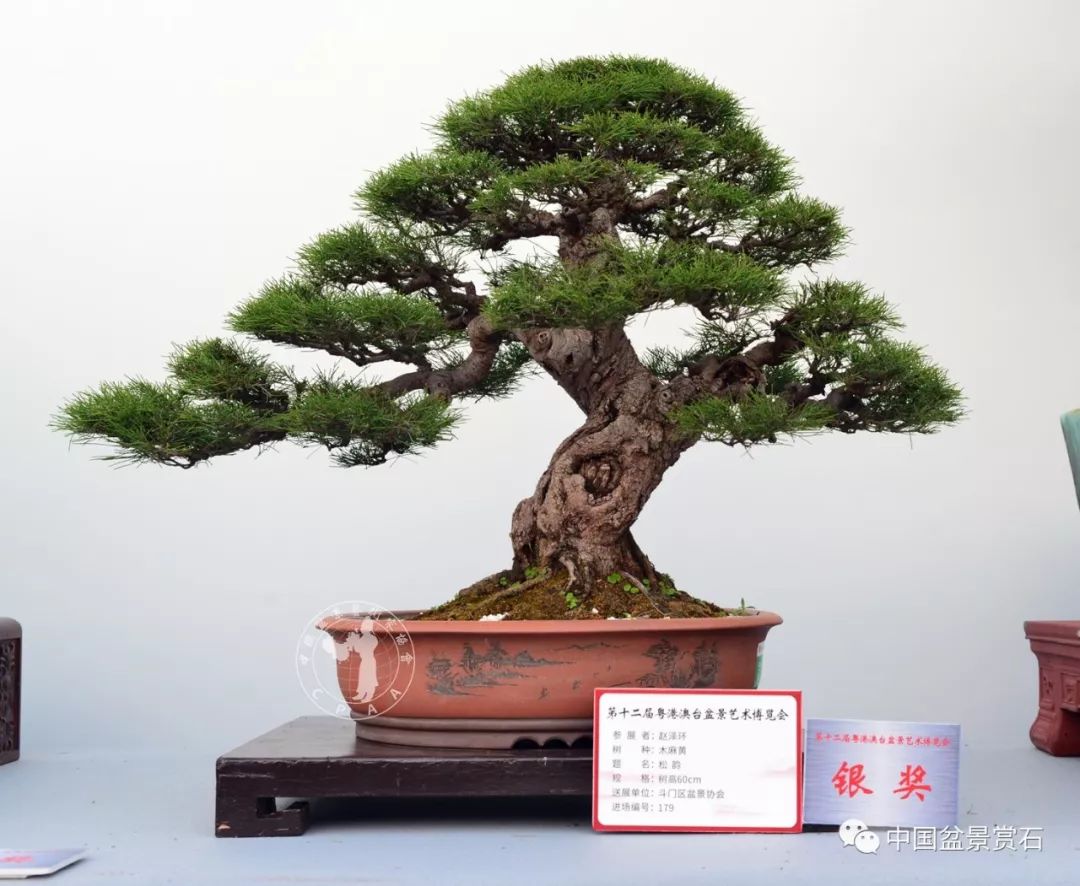 "松韵" 木麻黄 高60cm 赵泽环藏品