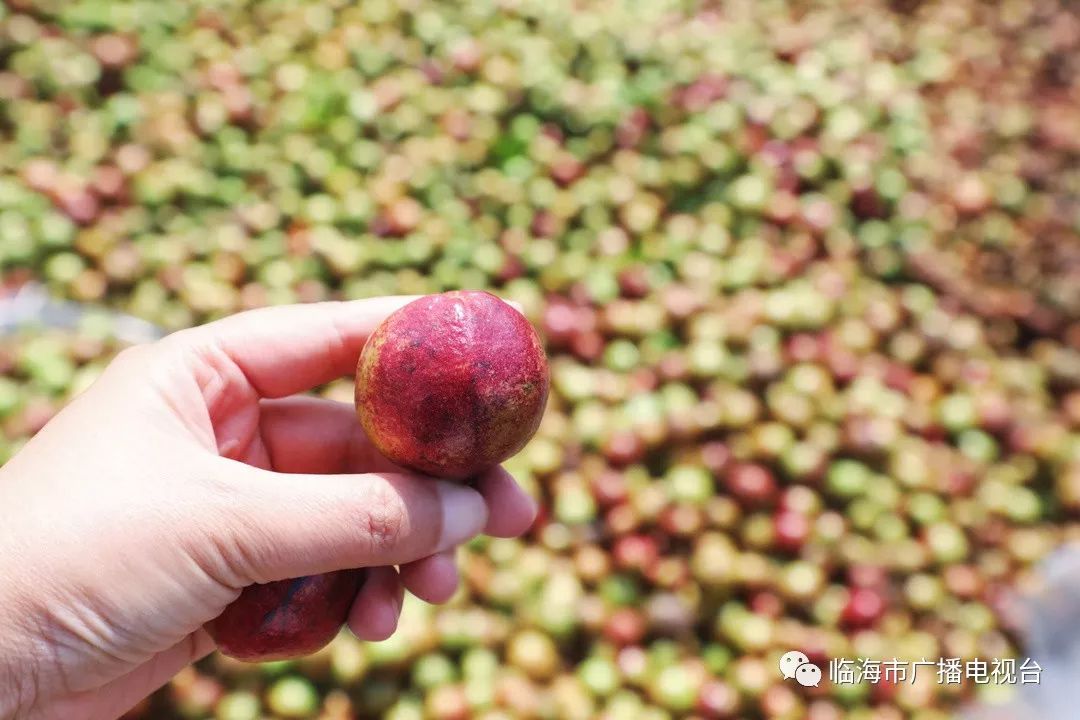 临海的高山油茶开摘了!果实还挂在树上,订单就已经飞到了"枝头".