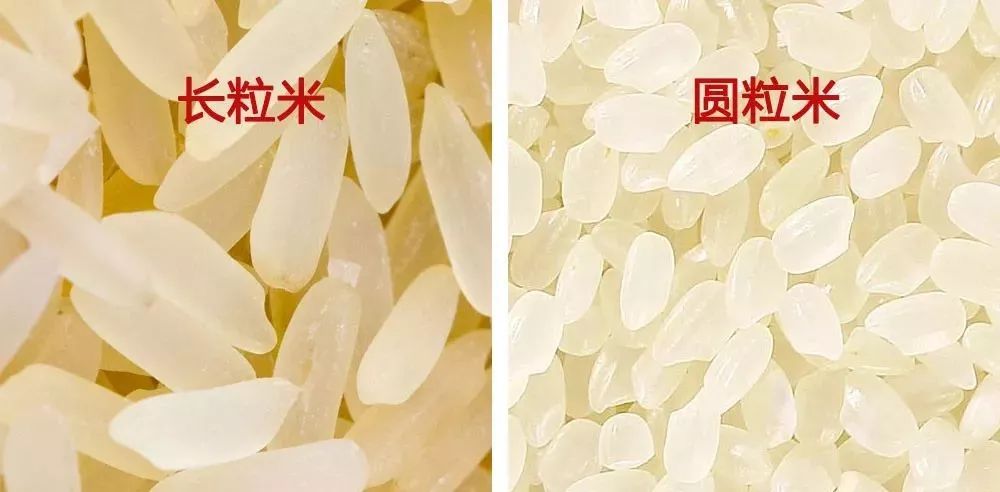 而长粒大米大多数就是 籼稻米,而圆粒大米多数为 粳稻 米.