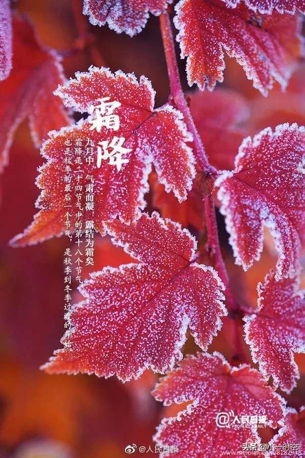 今日霜降:时逢秋暮露成霜,几份凝结几份阳