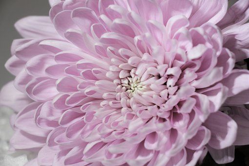 百年松树五月芭蕉猜一成语_芭蕉树图片(2)