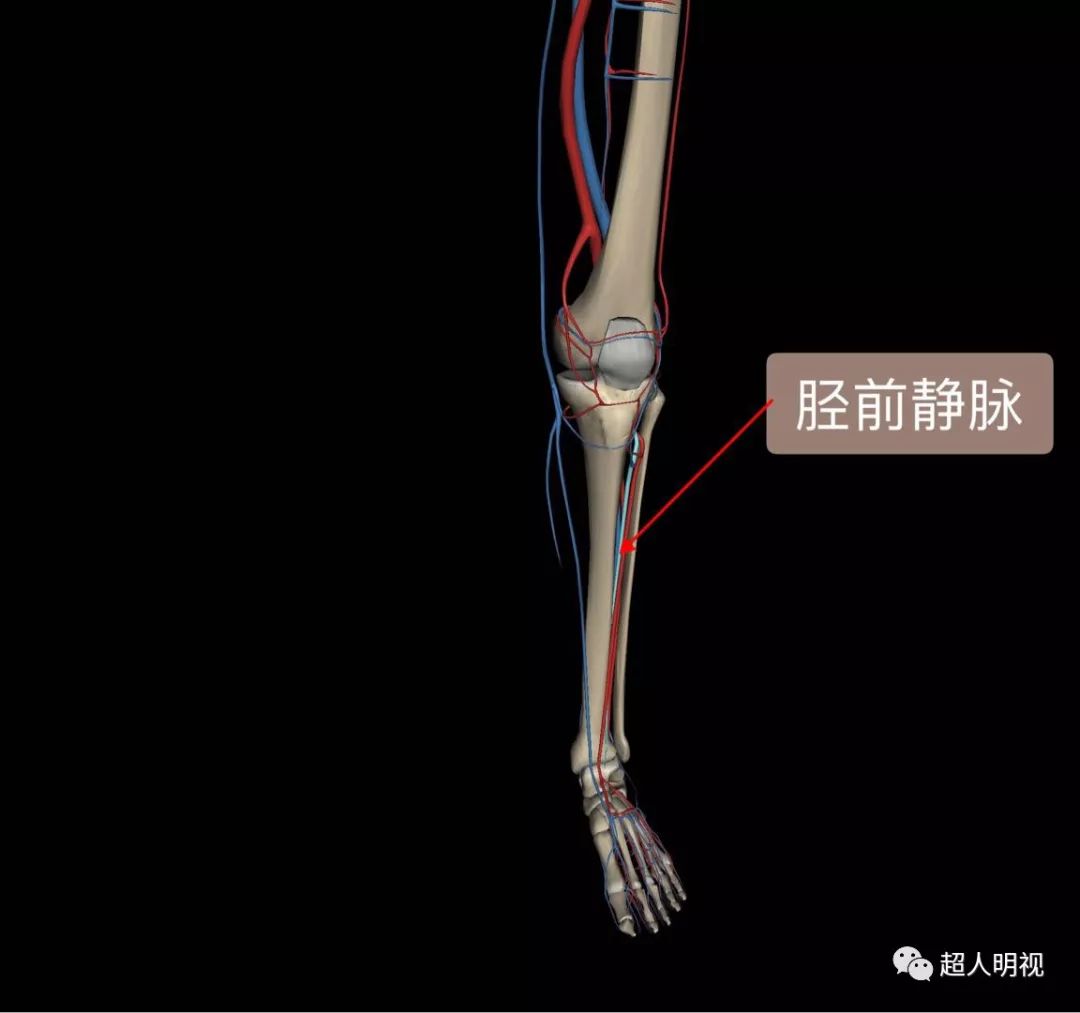 请复习小腿静脉解剖