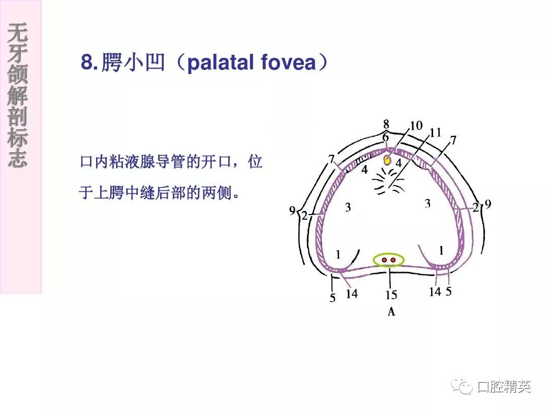 无牙颌解剖标志_口腔