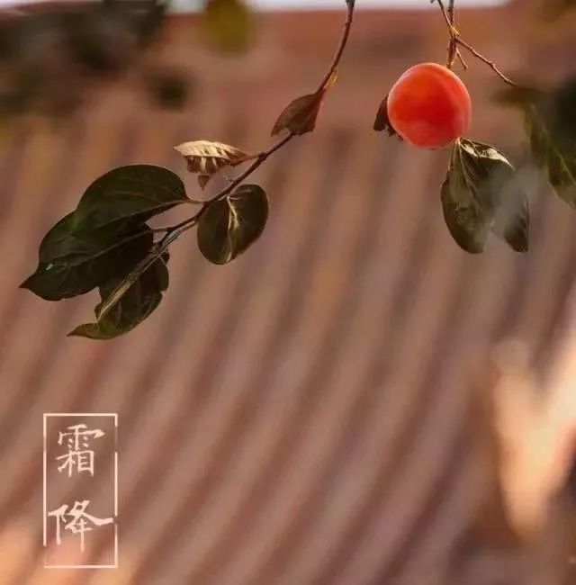 散文:霜降,岁月渐落霜华