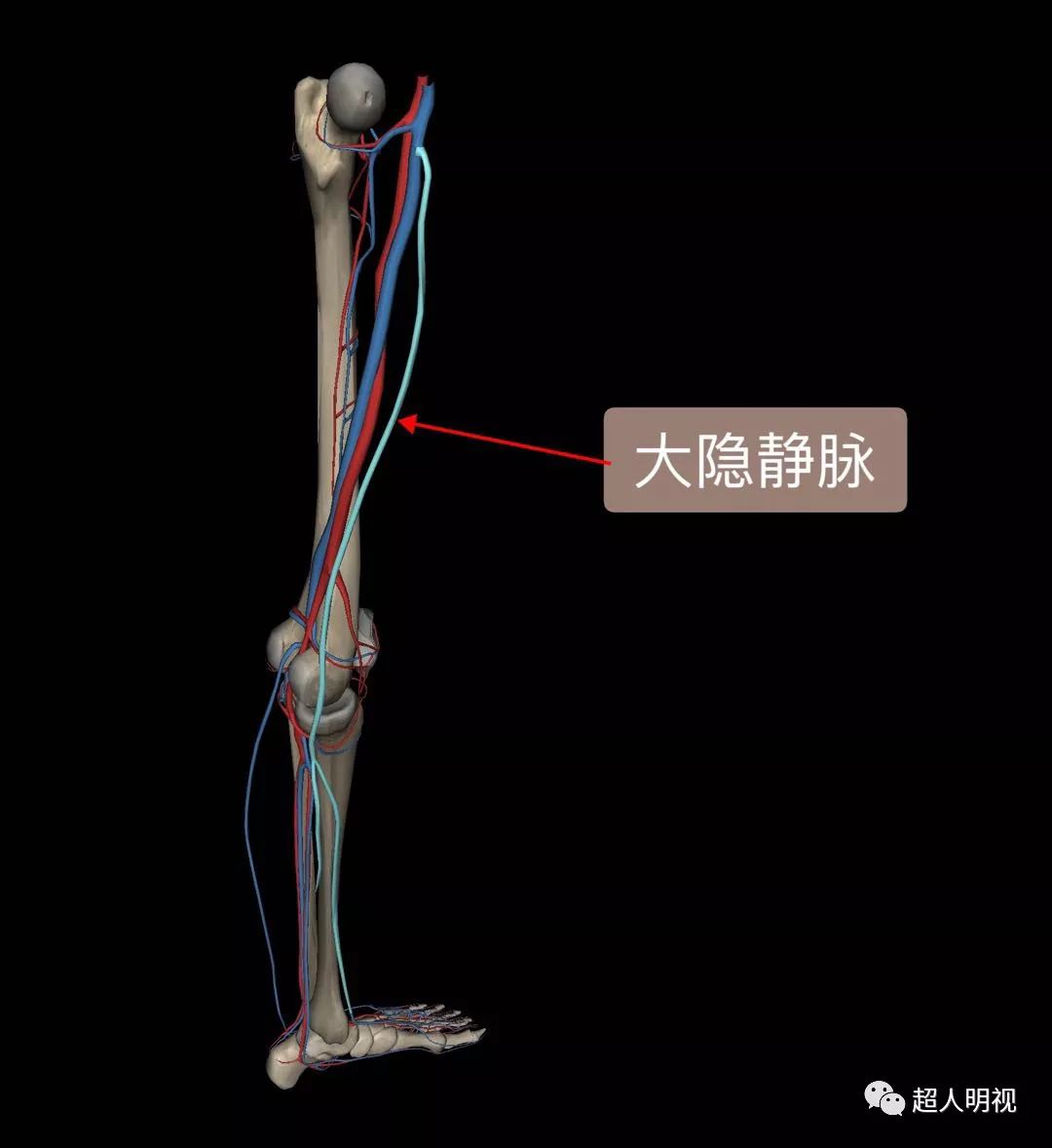 大隐静脉在内侧,大大隐藏起来的静脉,所以在内侧