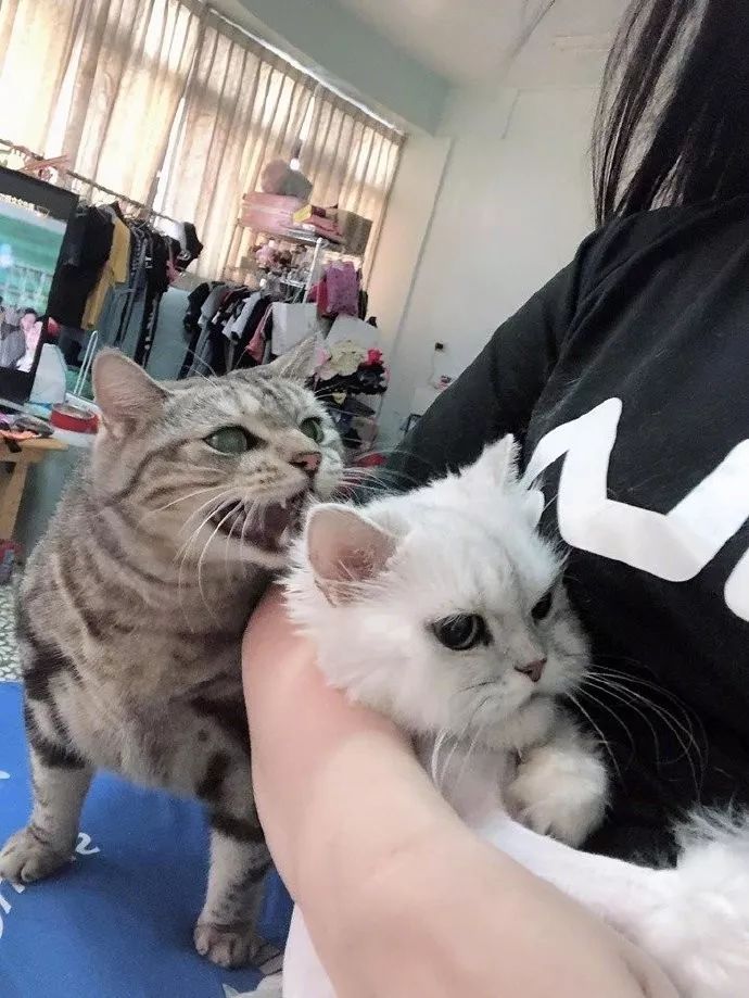 起醋来究竟有多可怕?本宫不死,尔等终究是妃!