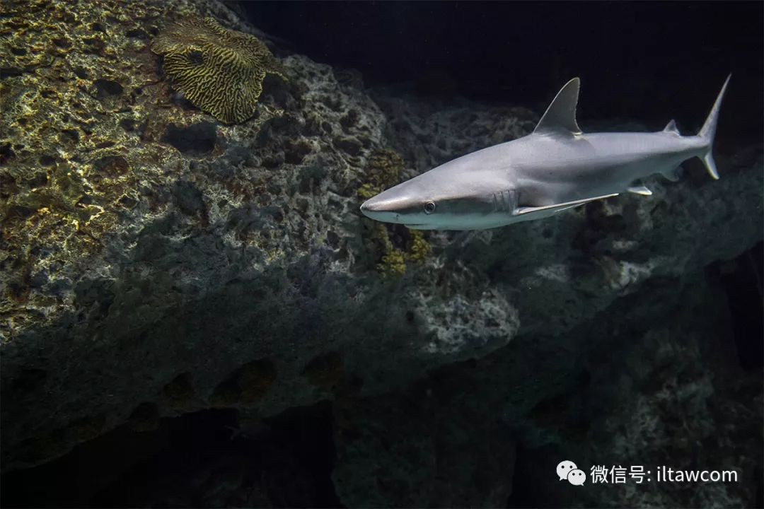 海洋科普(891)| 黑吻真鲨