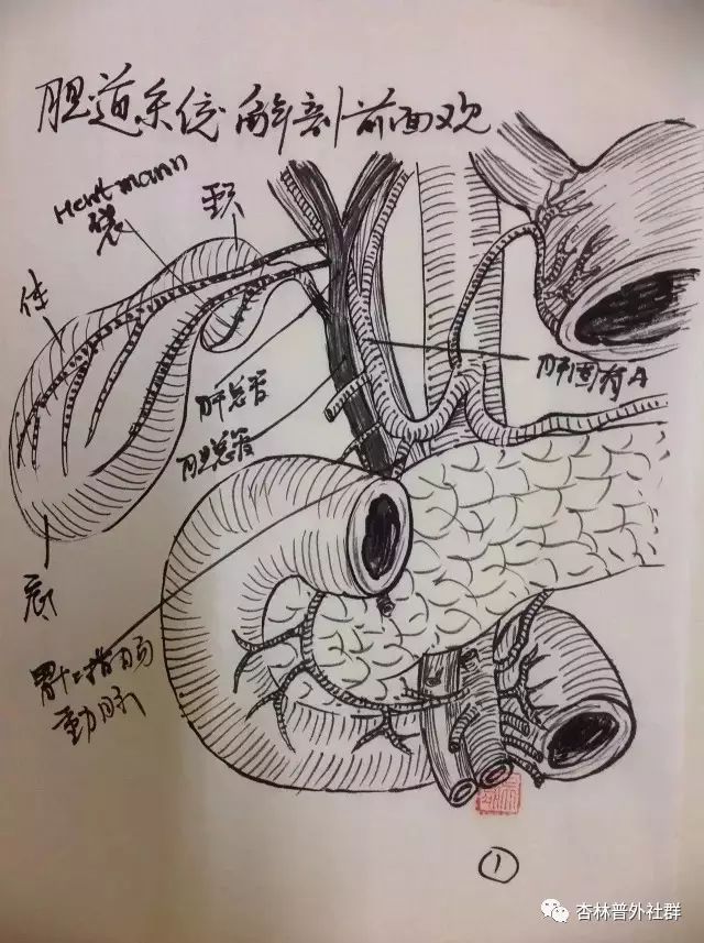 同学们,预习时间到了,专业手绘胆囊解剖,美不美?