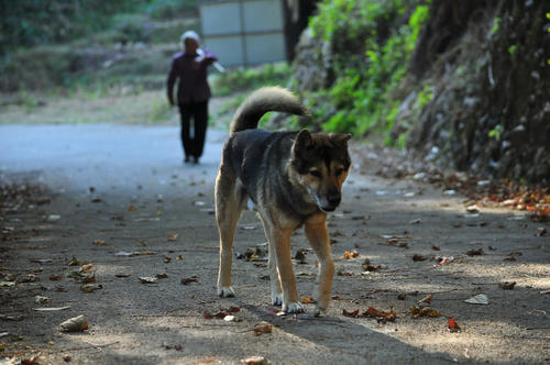 農村人說：「老狗不死家」，土狗快死時都會選擇離開家？為什麼？ 寵物 第4張