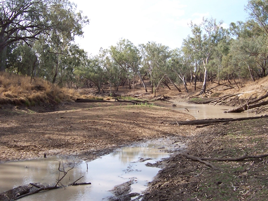 澳大利亚达令河流域遭遇百年来最严重旱情 原