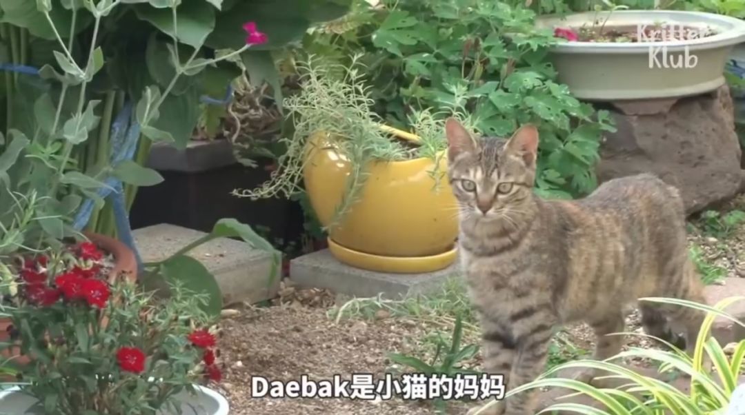 狗狗把瀕死小奶貓叼回去餵養，貓麻麻看到後竟然…… 寵物 第4張