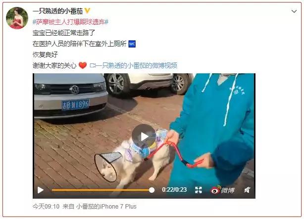 氣憤！薩摩耶在家大便惹怒主人，被打爆眼球後遺棄，被救助後主人竟還想要回！ 寵物 第21張