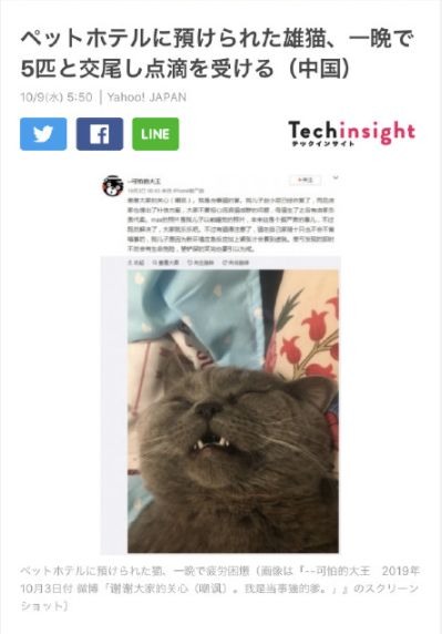 一夜骑五猫 看给它累的 宠物