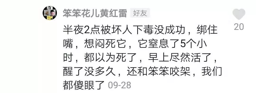 翻看老照片时，竟然看到了刚收养的狗…这就是缘分！