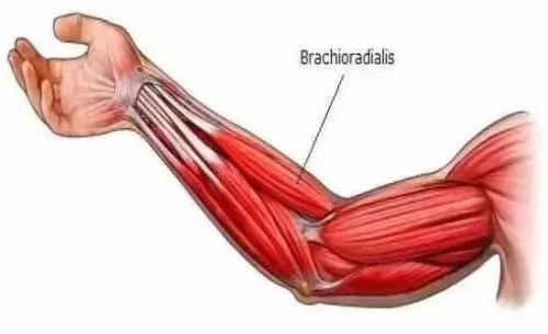 3,肱桡肌长头起于肩胛骨盂上粗隆,短头起于肩胛骨喙突.