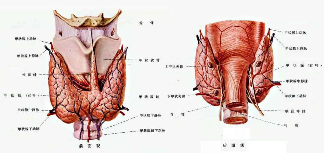 甲状旁腺,顾名思义,它与甲状腺是解剖位置上的"邻居关系",位于甲状腺