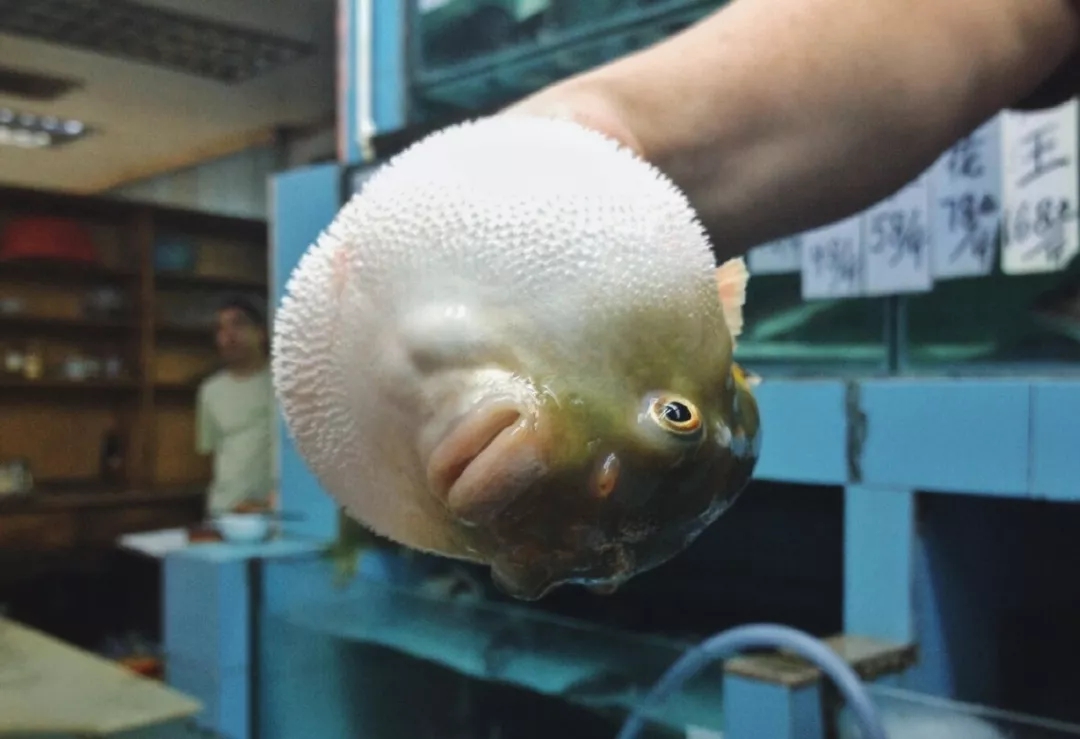 卓成曦拼死食河豚