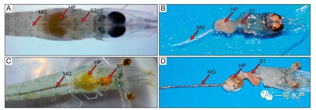 致富经室内养虾视频_致富经养殖虾_致富经养虾