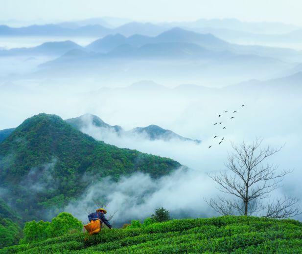 中国最好的茶叶排行_中国茶叶品牌排行榜|中国茶叶十大品牌排行榜|中国最好的茶品牌(2)
