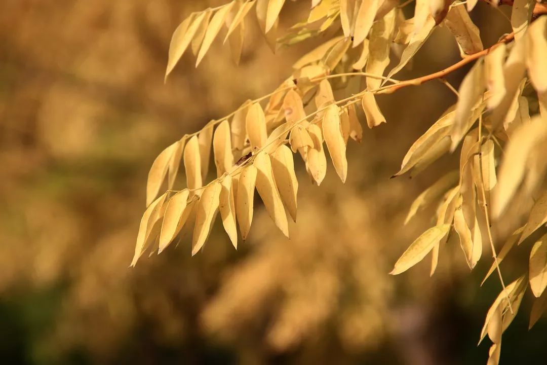 秋日里的湖水凄凉了几分 孤舟,残荷 夕阳的余晖里 一叶落而知秋, 秋天