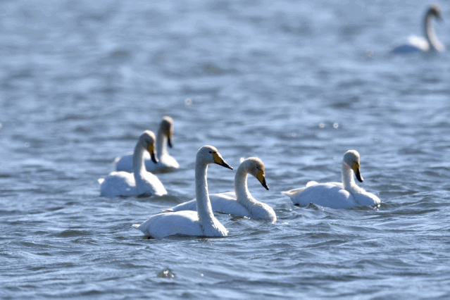 绿水青山 就是金山银山 | 天鹅回家了!