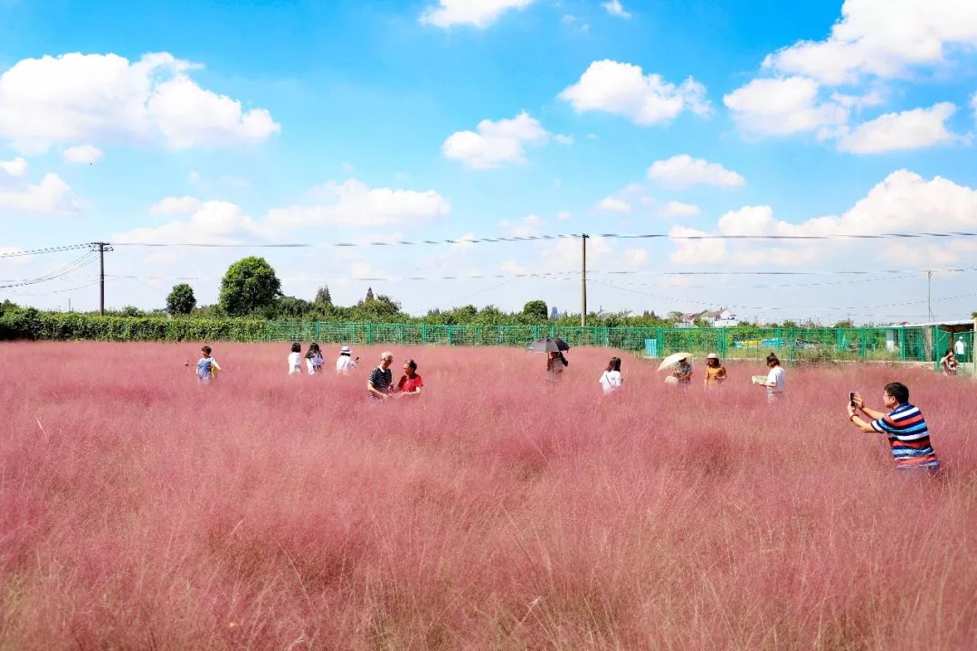 【喜讯】吕巷水果公园通过评审,上海,又多了一座3a景区!