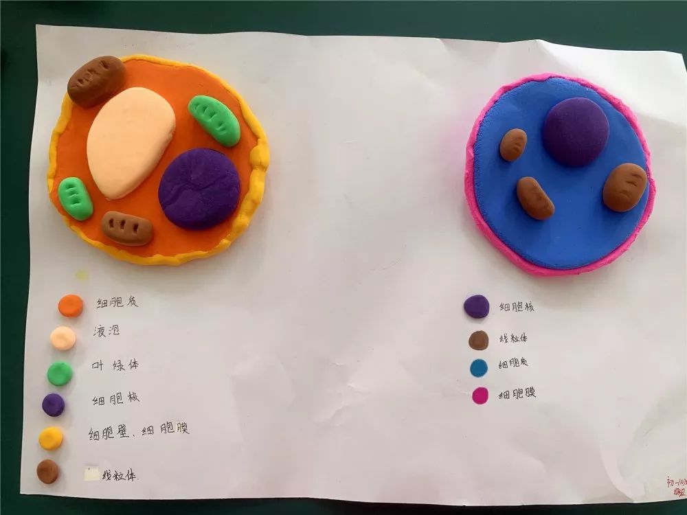 白云华附中学部第二届细胞模型制作大赛作品展!