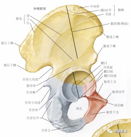 x线高清图谱 | 精致骨盆解剖及常用径线