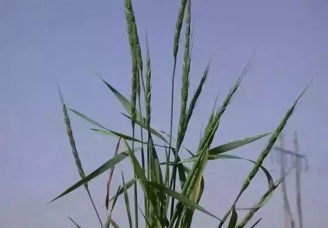 节节麦,野燕麦,混在麦田是祸害!怎么除掉?