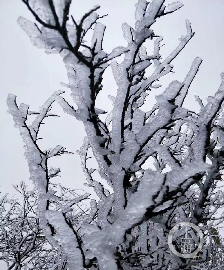 下雪了!2019年重庆第一场雪,有图有视频带你直击现场!_树枝