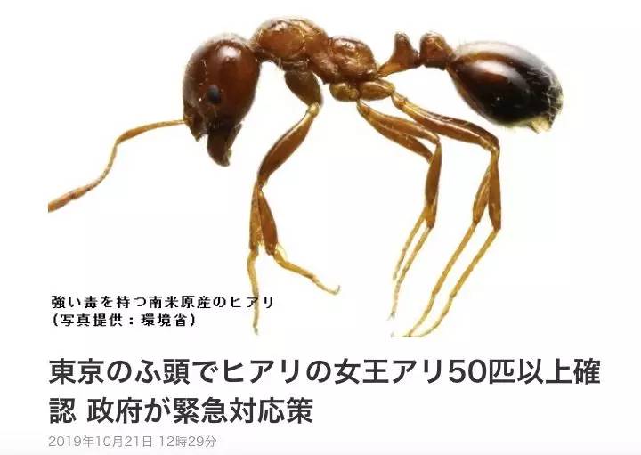 日本告急 这800多只红火蚁已入侵东京 10年后或将爆发成灾 蚁后