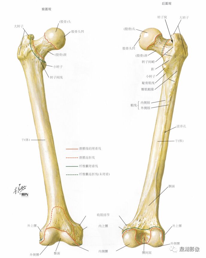 x线高清图谱精致骨盆解剖及常用径线