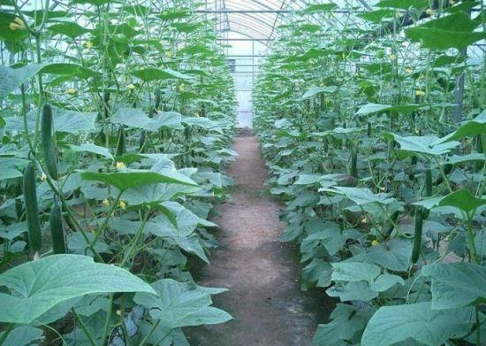 黄瓜结瓜期如何管理 掌握4个管理技巧,黄瓜每亩多收几百斤