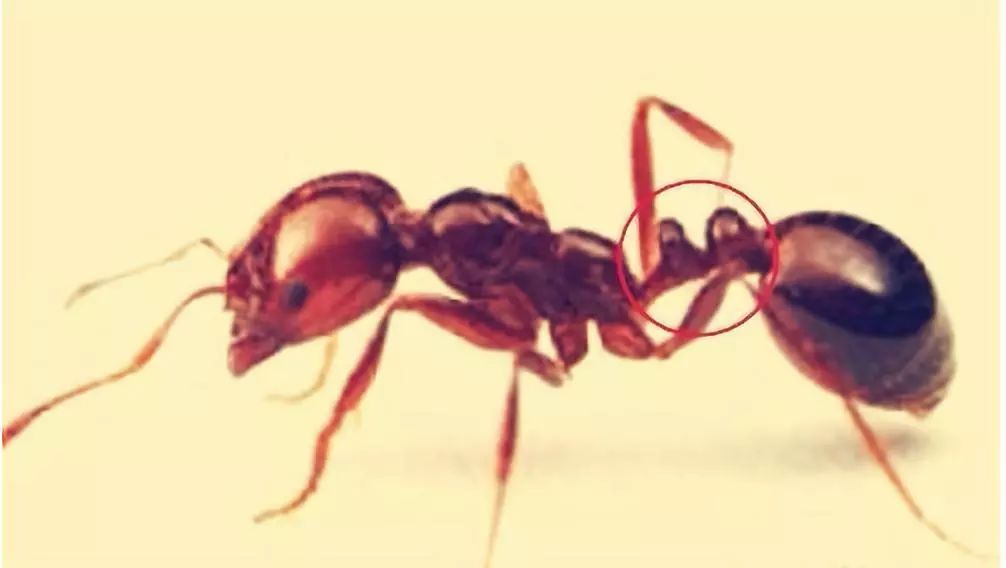 东京出现剧毒红火蚁,严重可危及生命!_蚂蚁