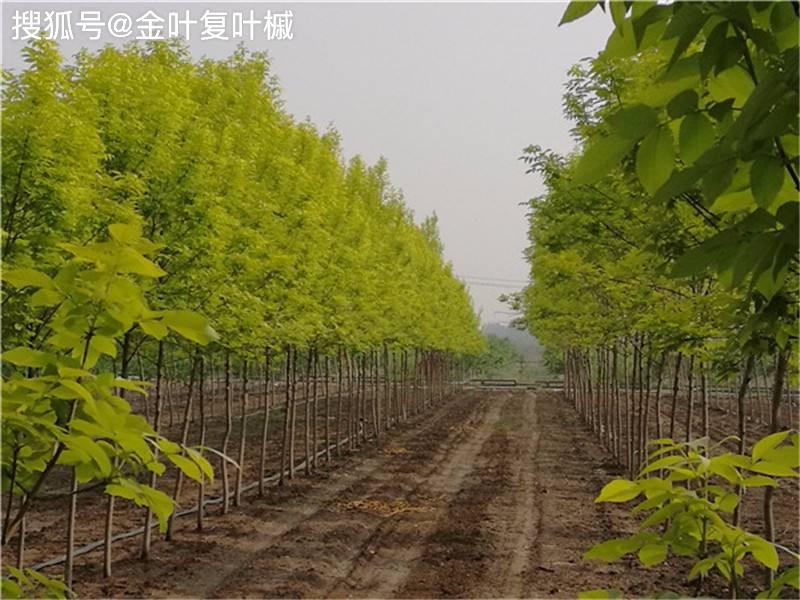 河南周口:金叶白蜡,金叶复叶槭销售迎来高潮