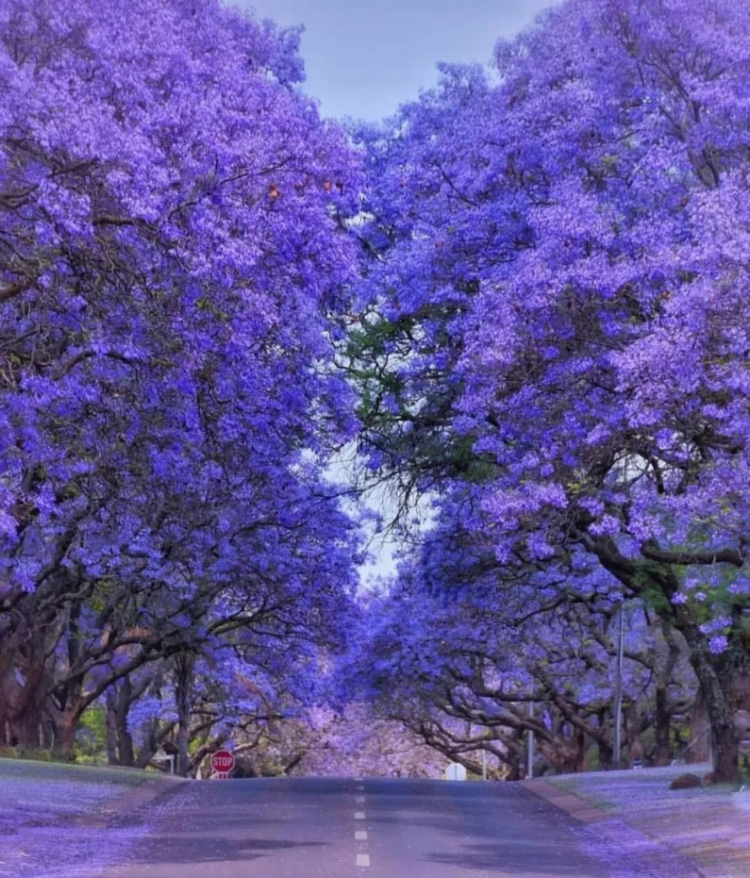 Australia 蓝花楹绽放之约 澳洲醉于一片紫色花海 一起去看看吧 悉尼