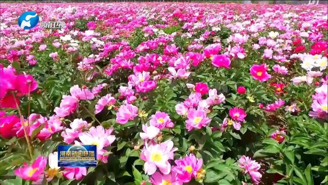 商丘:"花"开致富路